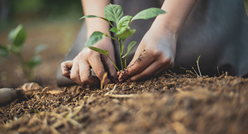 Microorganismi in Agricoltura: Prospettive e Limiti nelle Aree Povere di Nutrienti